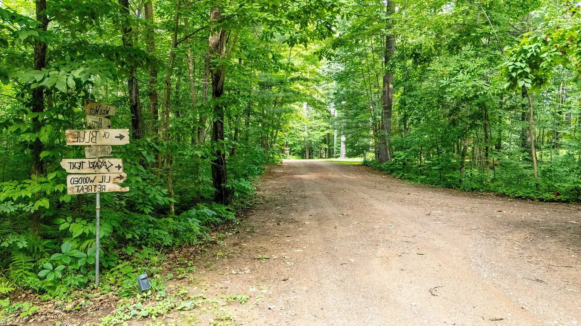 A dirt road through the woods with trees in the background.