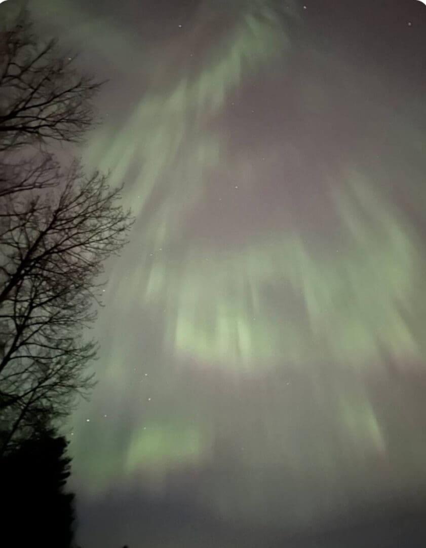 A tree with green lights in the sky